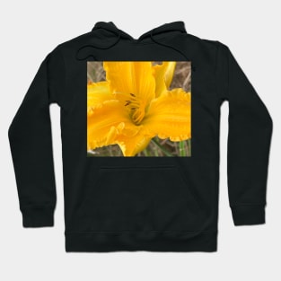 Yellow Brilliance of the Summer Lily Hoodie